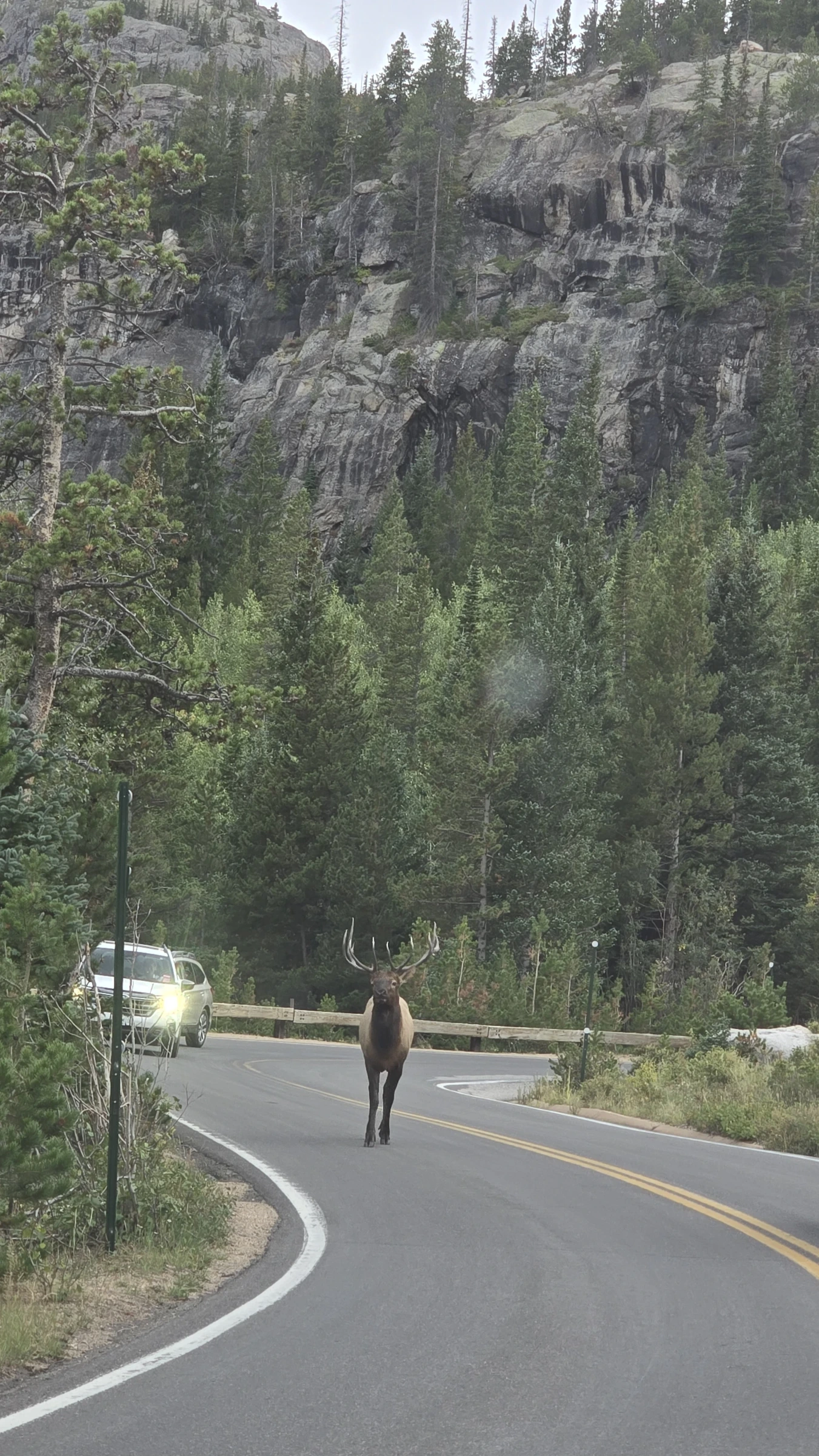 Elk standing beside the road in Rocky Mountain National Park