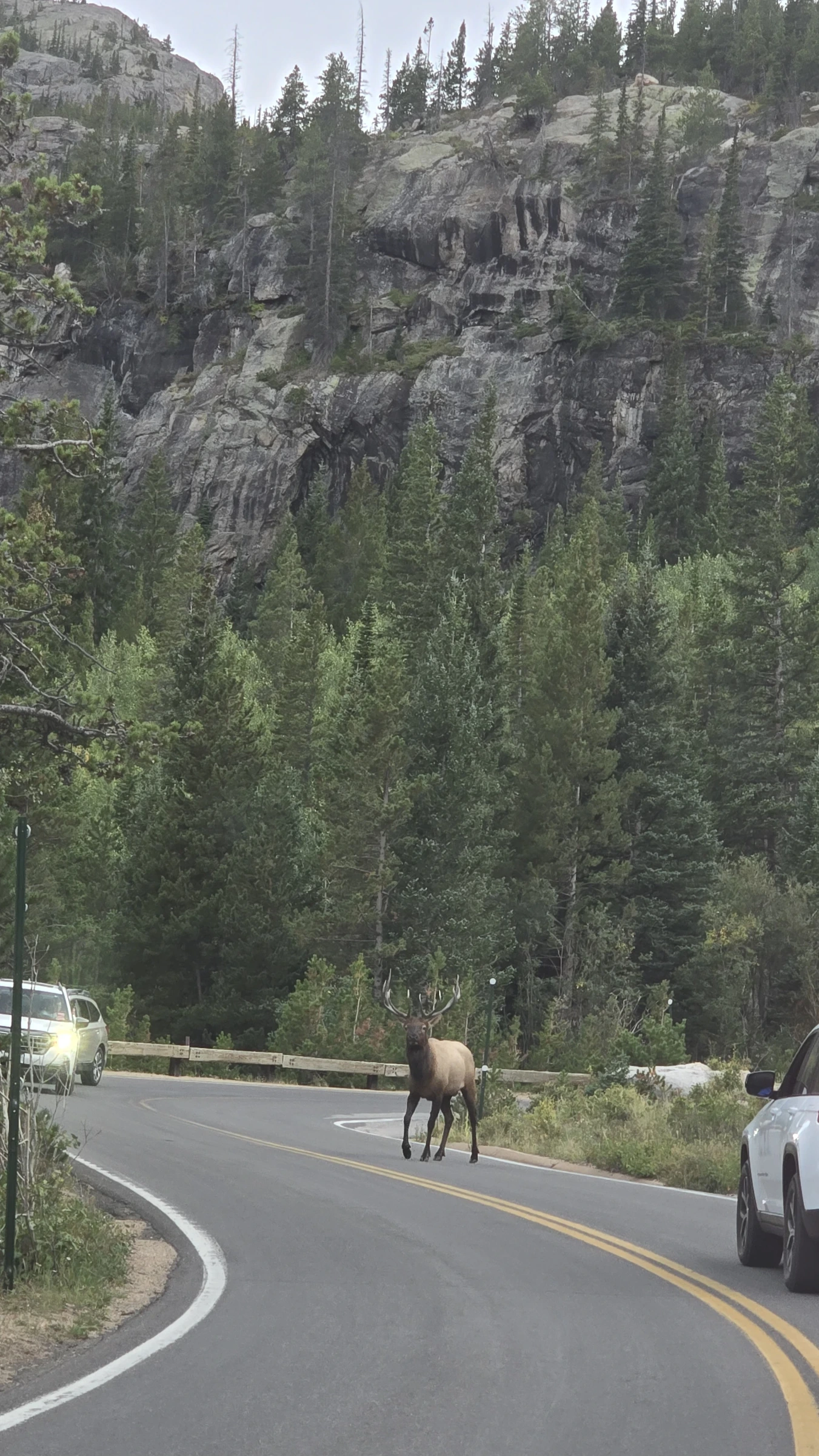 Elk crossing the road in Rocky Mountain National Park